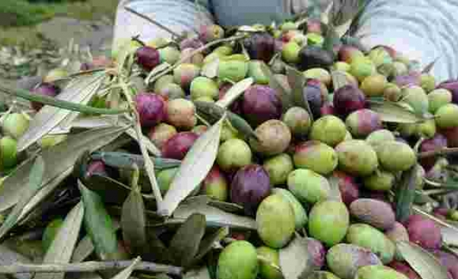 Bakan Pakdemirli: Zeytin üretiminin yüzde 32 artacağı tahmin ediliyor