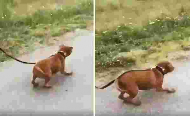 Barınaktan Kurtarılan Köpeğin İnsan Dostu ile Birlikte Yürürken Kaydedilen Aşırı Mutlu Görüntüleri