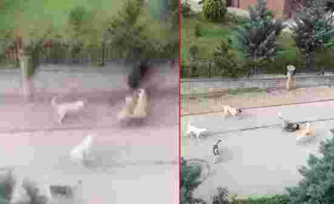 Başkentin göbeğinde skandal olay! 6 başıboş köpek, küçük çocuğu resmen paramparça etti - Haberler