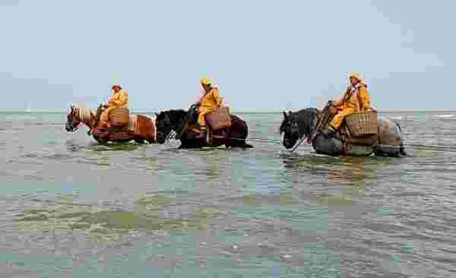 Belçika'da Atlara Binip Okyanustan Karides Toplayarak Geçimlerini Sağlayan İnsanlar
