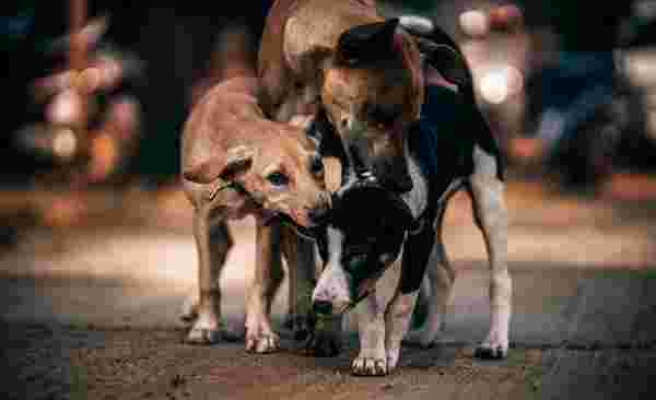 Belediye, Sokak Köpeklerinin Isırdığı Vatandaşa 3 Bin Lira Tazminat Ödeyecek