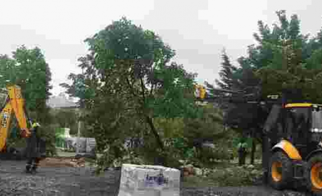 Beylikdüzü'nde belediye ekiplerinin 160 ağacı söktüğü iddiası tepki topladı