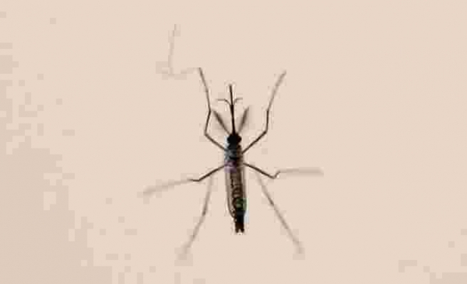 Bilim İnsanları, Yanıtı Merak Edilen Sorunun Peşinde: Sivrisinekler İnsan Kokusunu Nasıl Alıyor?