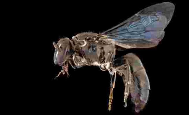 Bilim insanlarını şaşkına çeviren keşif: En son 1923'te görülen arı türü yeniden ortaya çıktı