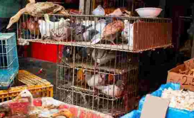 Bilimsel araştırma: Covid-19 Wuhan'daki canlı hayvan pazarından çıkmış