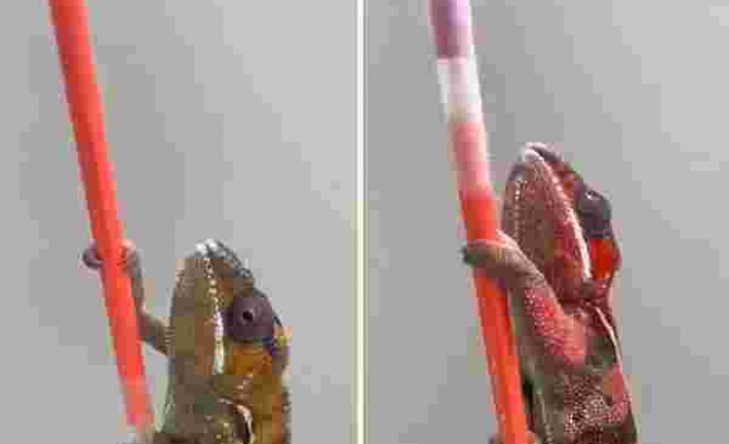 Bir Bukalemunun Hayranlıkla İzleyeceğiniz Renk Değiştirme Hızı