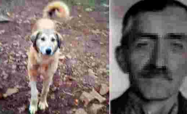 Bir Canın Bedeli Bin 33 Lira! Günde 5 Ekmek Yediği Gerekçesiyle Köpeğini Öldüren Adama Bin 33 Lira Ceza