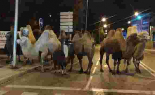 Bir Gece de Olsa Özgürce Gezdiler: Sirkten Kaçan 8 Deve ve 1 Lama Madrid Sokaklarını Turladı
