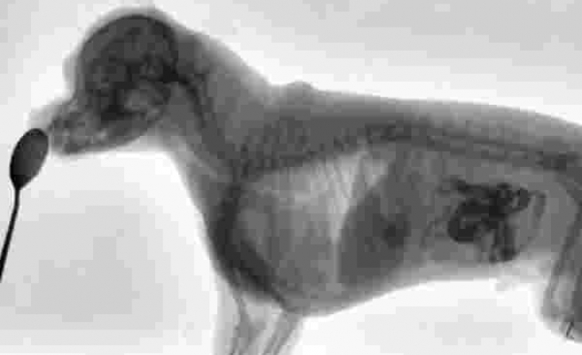 Bir Köpek Yemek Yerken X-Ray ile Görüntülendi