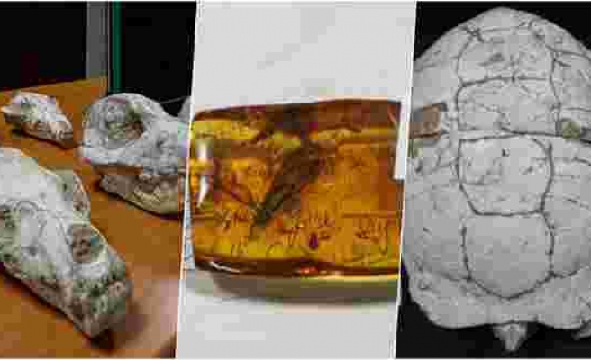 Bir Müzeyi Doldurur: Adnan Oktar'ın Evinden Çıkan Fosiller 417 Milyon Yıl Önceye Gidiyor
