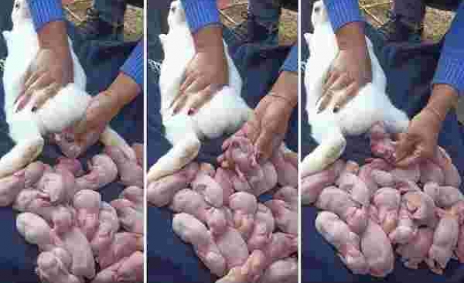 Bir Sürü Yavru Doğuran Anne Tavşanın Doğum Anını İzlerken Hipnotize Olacaksınız