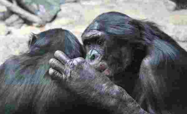 Bonobo ve Şempanzelerin Birbirlerine Selam Verip Veda Ettiği Ortaya Çıktı