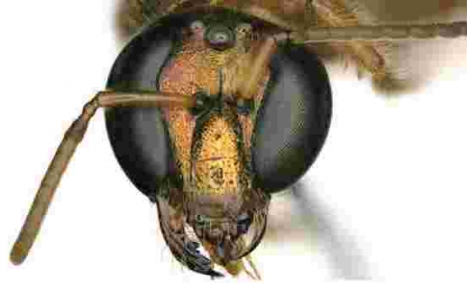 Bu arının solu erkek, sağı dişi
