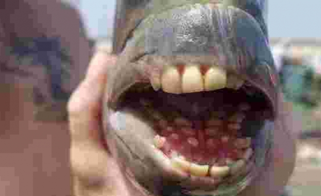 Bu balığın insan gibi dişleri var