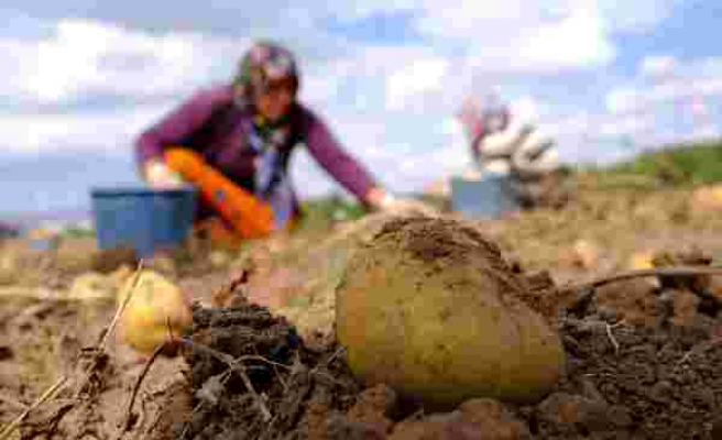 Bu gübre sayesinde 10 dönüm alandan 30 ton patatesi hasat edildi