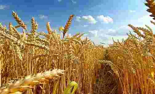 Buğday fiyatları arz endişeleriyle yükseldi