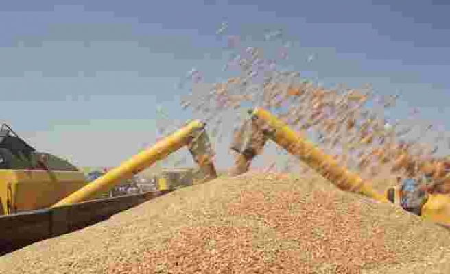 Buğday Fiyatları Yükselirken Türkiye, Hindistan'dan Buğday Aldı mı Almadı mı?