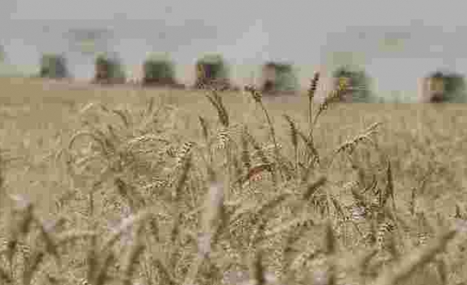 Buğday için Nijerya'ya 134 milyon dolarlık kredi