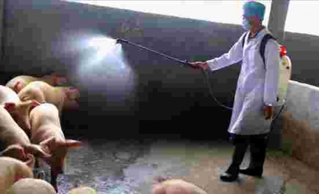 Bulgaristan'da Afrika domuz vebası görüldü! Bir çiftlikte ortaya çıkan salgın, ülkeyi alarma geçirdi