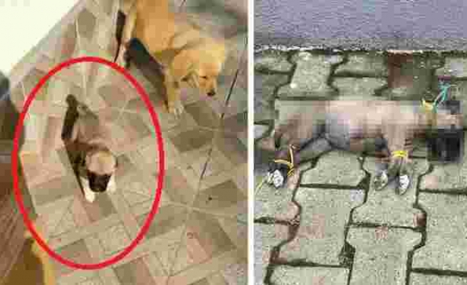 Bunu Yapan İnsan Olamaz! 1,5 Aylık Köpek Ayakları ve Boynu İple Bağlanmış Şekilde Ölü Bulundu