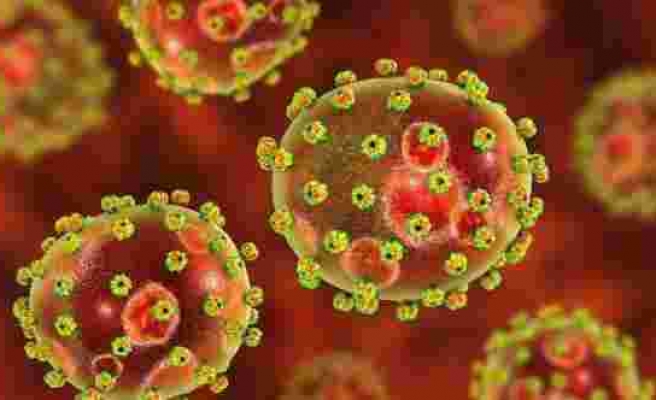 Bunyavirüs nedir? Bunyavirüs hastalığı nasıl bulaşır?