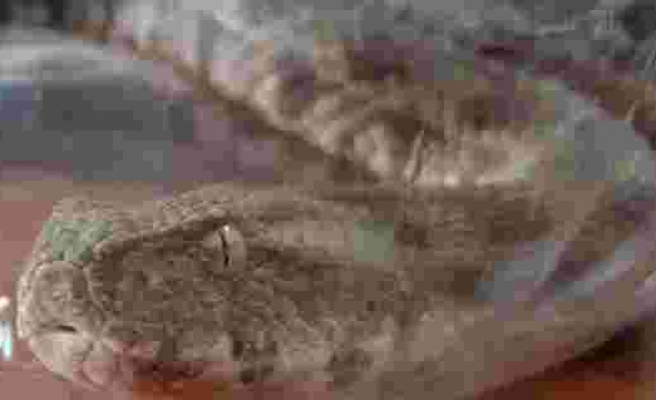 Burdur’da bulunan Koca Engerek Şanlıurfa bozkırlarında doğaya bırakıldı