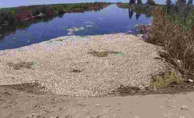 Büyük Menderes’te toplu balık ölümleri tedirgin ediyor