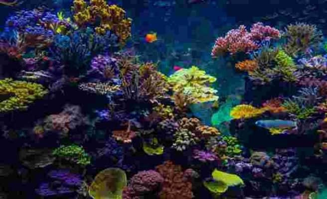 'Büyük Set Resifi'nde mercan popülasyonu 36 yılın zirvesinde
