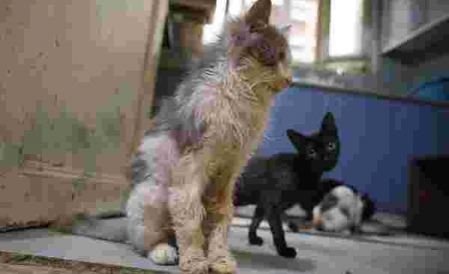 Büyükada'da Kedilerde Salgın İddiası: '4 Ayda 700 Kedi Öldü'