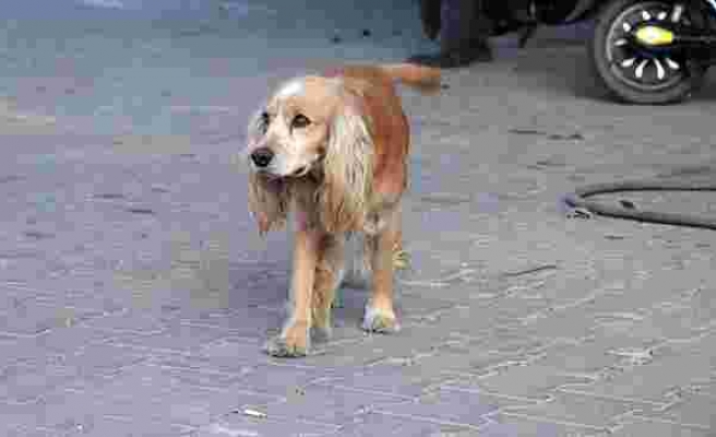Çanakkale'de 16 Köpeği Öldürüp Serbest Kalan Canilere 30 Bin TL Para Cezası