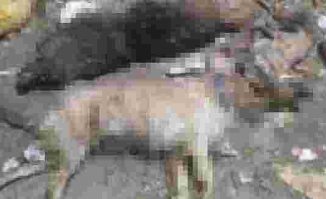Çanakkale'de 30'a Yakın Kedi ve Köpek Zehirlendi!