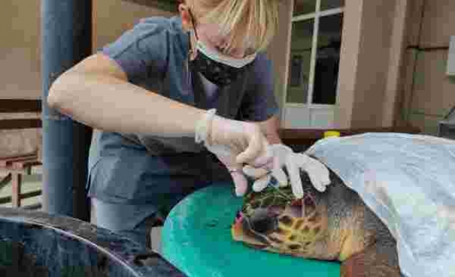 Çanakkale’de kafasından yaralanan caretta caretta tedavi altına alındı