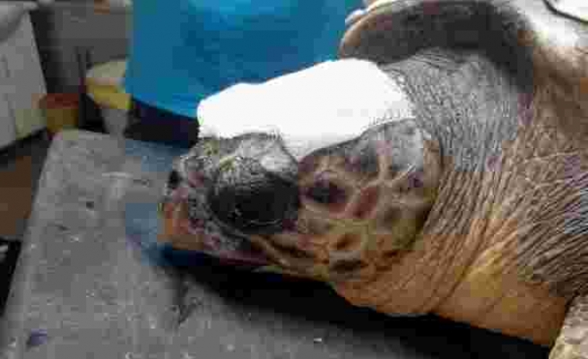 Çanakkale’de yaralı bulunan Caretta tedaviye alındı