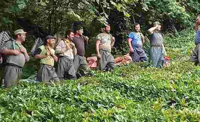 Çay işçiliğinin yevmiyesi artınca bahçelerde çalışma talebi çoğaldı