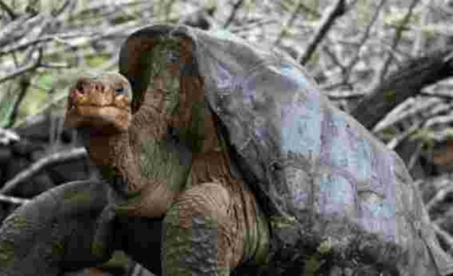 Çiftleşme Performansı ile Kimsesiz Türünü Kurtaran Kaplumbağa Diego Emekliye Ayrıldı