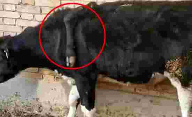 Çin'de bulunan 5 bacaklı inek görenleri şaşırttı