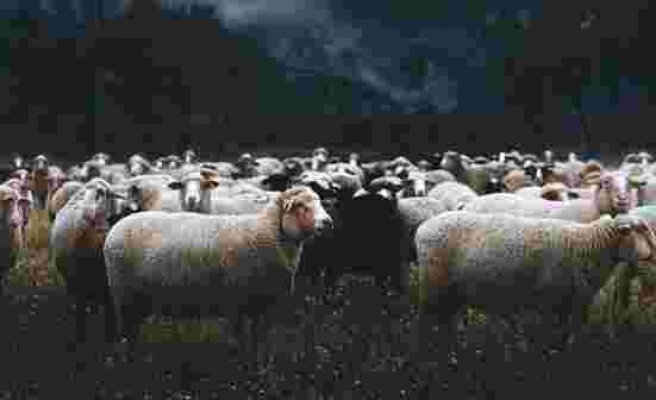 Çoban kafasını gökyüzüne kaldırınca dehşete düştü! Kaşla göz arasında tüm koyun sürüsü küle döndü - Haberler