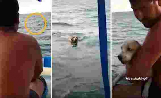 Denizin Ortasında Yaşam Mücadelesi Veren Köpeği Kurtaran Hoş İnsanlar