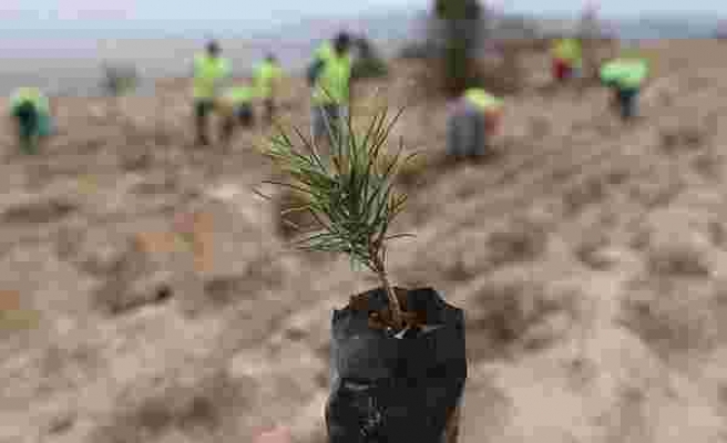Dikilen 11 Milyon Fidanın Yüzde 90'ı Kurudu İddiası: 'Usulüne Uygun Dikilmediği Ortadaydı'