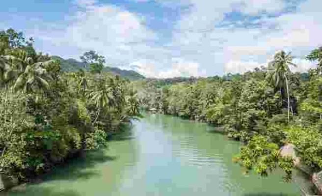 Diplomadan Önemli Şeyler Var: Filipinler'de Öğrencilere Mezuniyet İçin 10 Ağaç Dikme Şartı