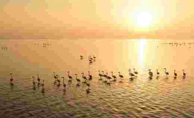 Doğa harikası lagün, hem flamingoları hem de fotoğrafseverleri ağırlıyor