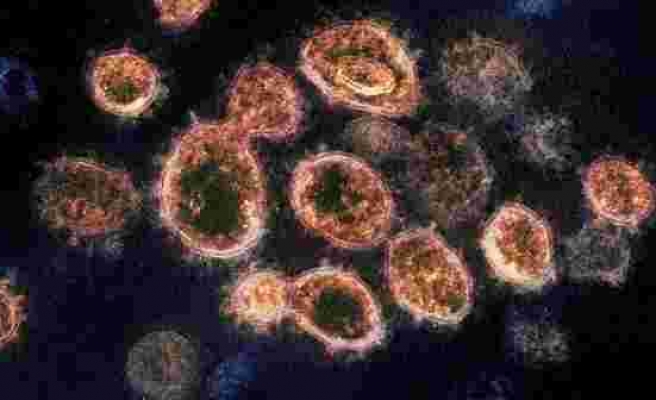 Doğu Asya'da Bundan Tam 20 Bin Yıl Önce Koronavirüs Salgını Yaşanmış...