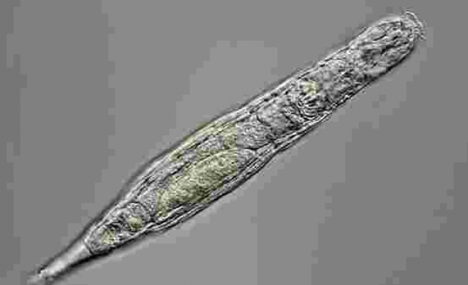 Donmuş Toprak Tabakasında Bulunan Mikroskobik Canlı 24 Bin Yıl Hayatta Kaldı