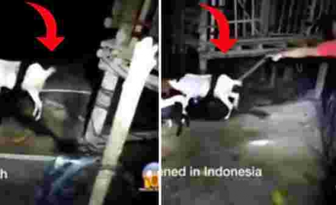 Dünya, Endonezya'dan gelen görüntülerle hayrete düştü! Gece ahıra girip keçiyi ölümüne sarmış - Haberler