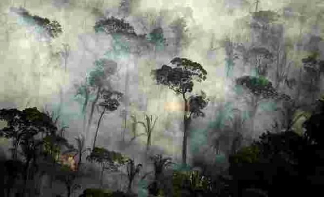 'Dünyanın Akciğerleri' Yok Oluyor: İnsanlar Yağmur Ormanı Örtüsünün Üçte İkisine Zarar Verdi