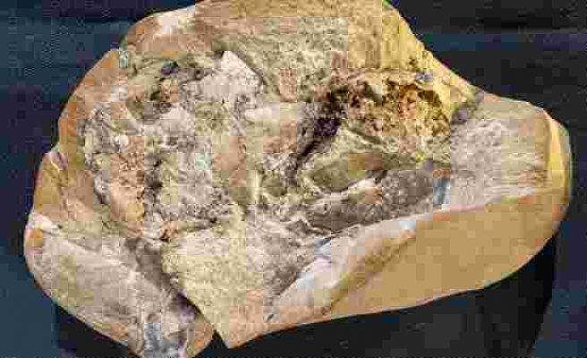 Dünyanın en eski kalbine sahip fosil bulundu