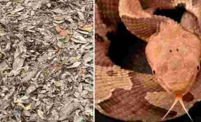 Dünyanın en ölümcül yılanı ormanda ortaya çıktı! Kendini öyle bir gizliyor ki kimseye görünmüyor