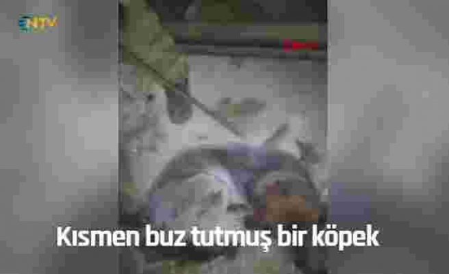 Dünyanın En Soğuk Yerlerinden Biri Olan Yakutistan'da -54 Derecede Buz Tutan Köpeği Kurtaran Güzel İnsan