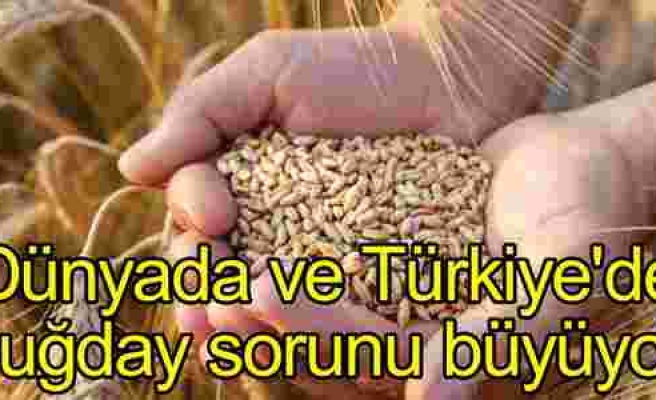 Ekmek, Aslanın Ağzında Değil İthalatta: Türkiye'de Buğday Sıkıntısı Var mı? Dünyada Ekmek Savaşı Çıkar mı?