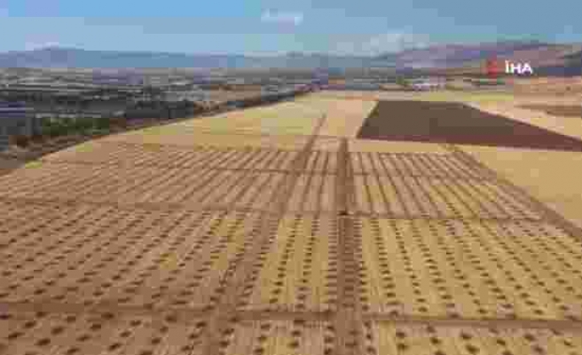 Elazığ’da 100 hektarlık alanda 46 bin adet fidan dikilecek